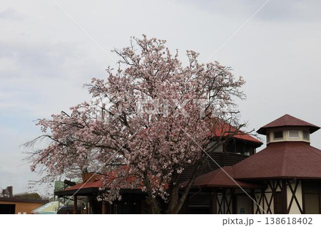 桜のある駅舎の風景 桜のある駅舎の風景 138618402