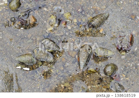 リュウキュウウミニナ(沖縄県・石垣島) リュウキュウウミニナ(沖縄県・石垣島) 138618519
