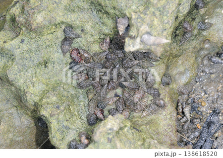 オオシマカニモリ(沖縄県・石垣島) オオシマカニモリ(沖縄県・石垣島) 138618520
