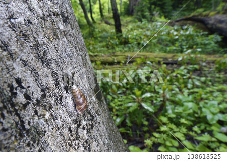 クリイロキセルガイモドキ（北海道・知床） 138618525
