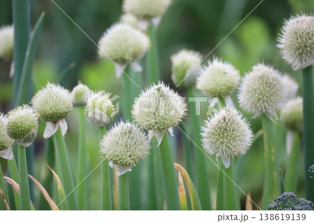 畑に咲くネギ坊主の花 138619139