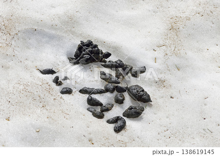雪渓上のヒグマの糞(北海道・知床) 雪渓上のヒグマの糞(北海道・知床) 138619145