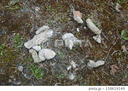 エゾシカを食べたヒグマの糞(北海道・鹿追町) エゾシカを食べたヒグマの糞(北海道・鹿追町) 138619148