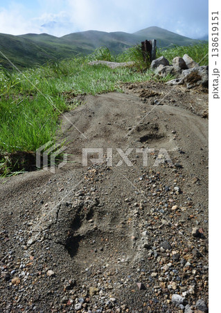砂上に残るヒグマの足跡(北海道・大雪山) 砂上に残るヒグマの足跡(北海道・大雪山) 138619151