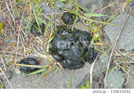エゾシカの塊状糞(北海道・知床) エゾシカの塊状糞(北海道・知床) 138619292