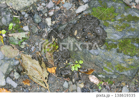 果実の皮を含むヒグマの糞(北海道・知床) 果実の皮を含むヒグマの糞(北海道・知床) 138619335