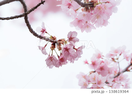 初春の陽光を受けてピンクに輝く河津桜 138619364