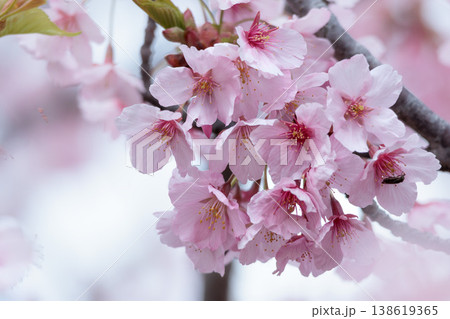 初春の陽光を受けてピンクに輝く河津桜 138619365