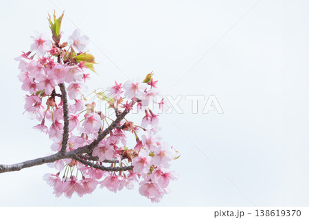 初春の陽光を受けてピンクに輝く河津桜 138619370