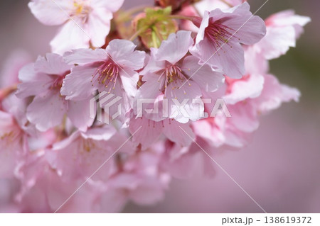 初春の陽光を受けてピンクに輝く河津桜 初春の陽光を受けてピンクに輝く河津桜 138619372