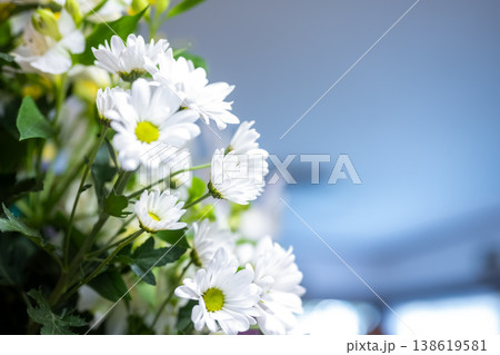 白い菊と青い背景 138619581
