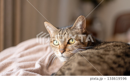 ベッドでくつろぐトラ猫のポートレート 138619596
