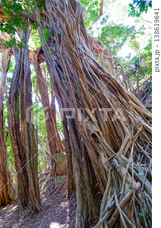 ガジュマル 世界自然遺産屋久島(春 ガジュマル 世界自然遺産屋久島(春 138619641