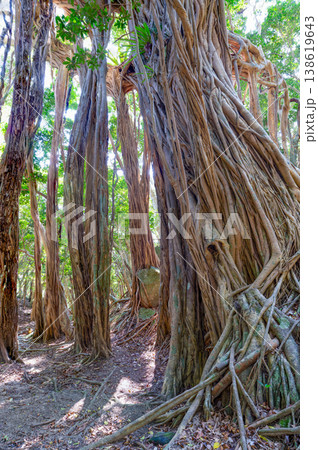 ガジュマル　世界自然遺産屋久島(春 138619643