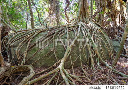 ガジュマル 世界自然遺産屋久島(春 ガジュマル 世界自然遺産屋久島(春 138619652