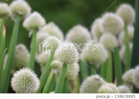 畑に咲くネギ坊主の花 畑に咲くネギ坊主の花 138619885