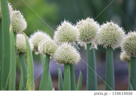 畑に咲くネギ坊主の花 138619886