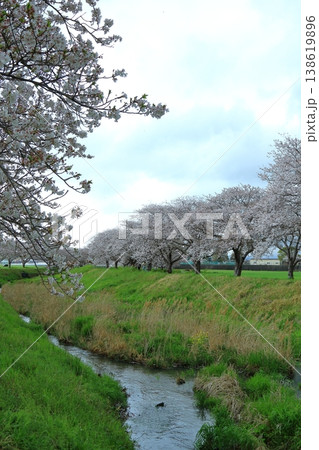 観光名所の桜並木 観光名所の桜並木 138619896