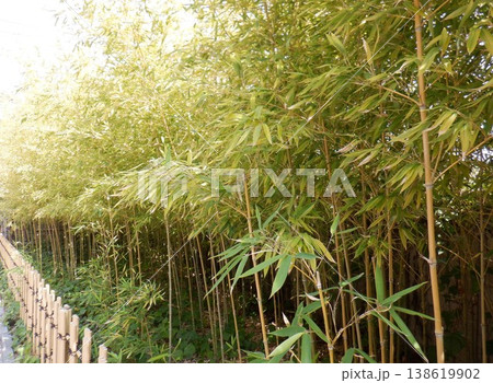 東京都隅田公園!鈴虫の観察地(竹やぶ) 東京都隅田公園!鈴虫の観察地(竹やぶ) 138619902