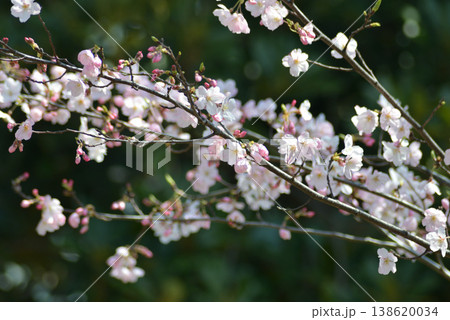 桜咲く 桜咲く 138620034