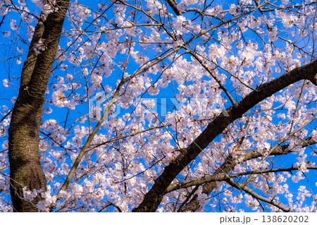 青空に映える満開の桜の春の風景 138620202