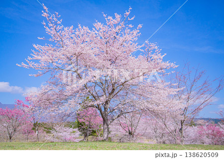 満開の桜 満開の桜 138620509