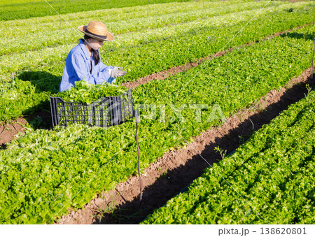 Asian young woman picking lettuce on plantation Asian young woman picking lettuce on plantation 138620801