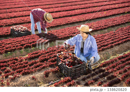 Female farm worker gathering harvest of organic red lettuce Female farm worker gathering harvest of organic red lettuce 138620820