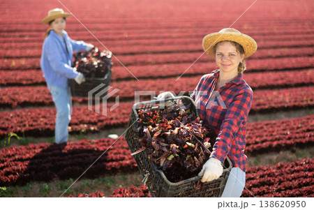 Young woman farmer holding crate full of organic red lettuce in farm field Young woman farmer holding crate full of organic red lettuce in farm field 138620950
