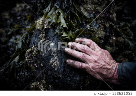 Older worker with weathered hand gently touching fresh green seaweed growing on dark wet coastal rock feeling deeply connected to nature during marine forest farming harvest season 138621052