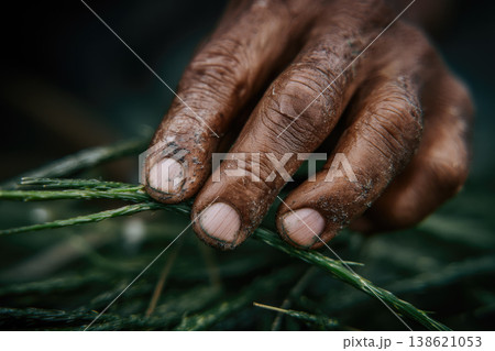 Close up view shows devoted old person holding green seaweed from an underwater forest during daily farming work revealing rough skin texture and deep wrinkles on strong weathered hands 138621053