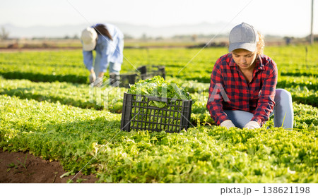 Positive woman farmer gathering harvest of organic green lettuce on field Positive woman farmer gathering harvest of organic green lettuce on field 138621198