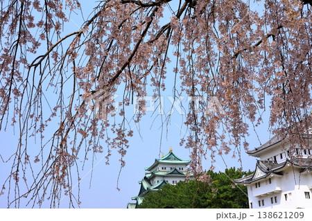 特別史跡名古屋城 満開の桜 特別史跡名古屋城 満開の桜 138621209