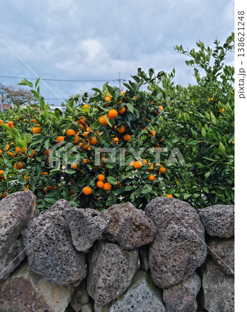 Basalt wall and tangerine trees in Jeju Island. Basalt wall and tangerine trees in Jeju Island. 138621248