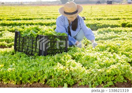 Asian young woman picking lettuce on plantation Asian young woman picking lettuce on plantation 138621319