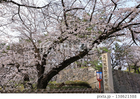 特別史跡名古屋城 満開の桜 特別史跡名古屋城 満開の桜 138621388