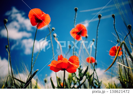 Red poppies blooming in field against blue sky with white clouds. ANZAC Day, Australian Gallipoli campaign memorial, US Memorial Day, Veterans Day celebration Red poppies blooming in field against blue sky with white clouds. ANZAC Day, Australian Gallipoli campaign memorial, US Memorial Day, Veterans Day celebration 138621472