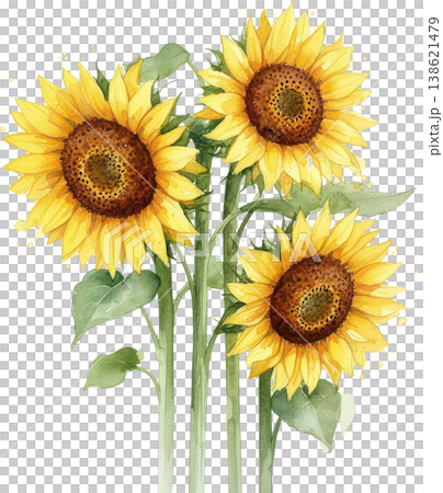 Watercolor sunflower illustration: A bright summer bouquet. Watercolor sunflower illustration: A bright summer bouquet. 138621479