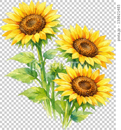 水彩画のひまわり3輪と蕾、夏の明るく鮮やかな花束イラスト 水彩画のひまわり3輪と蕾、夏の明るく鮮やかな花束イラスト 138621485