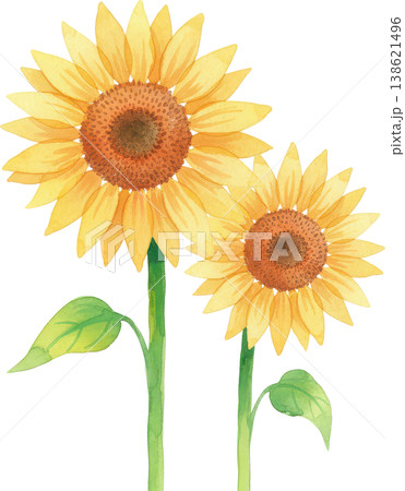 水彩画のひまわり2本 白背景に咲く夏の黄色い花 138621496