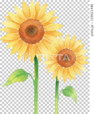 水彩画のひまわり2本 白背景に咲く夏の黄色い花 138621496
