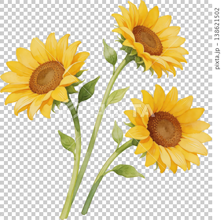 A watercolor illustration of sunflowers in full bloom, a symbol of summer. 138621502