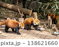レッサーパンダ 138621660