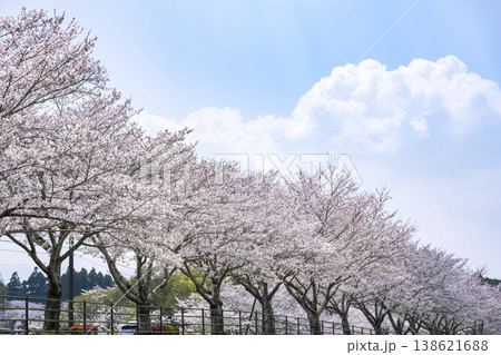 高城観音池公園の桜 138621688