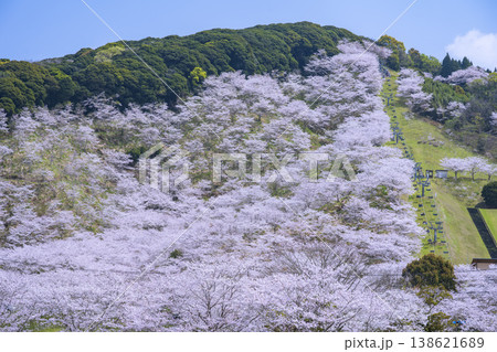 高城観音池公園の桜 高城観音池公園の桜 138621689