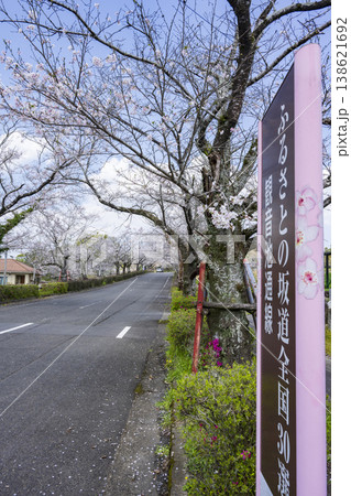 高城観音池公園の桜 高城観音池公園の桜 138621692