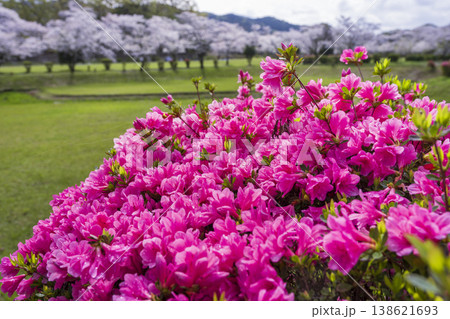 高城観音池公園の桜 高城観音池公園の桜 138621693