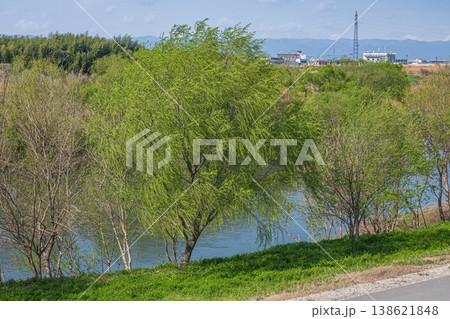 桂川風景　新緑の木々　京都市 138621848