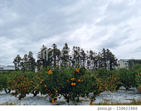 A tangerine field in Jeju Island on a cloudy day. A tangerine field in Jeju Island on a cloudy day. 138621868