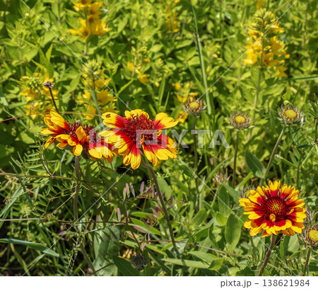 Close-up of bright orange and yellow blanket flowers blooming in a garden, surrounded by greenery 138621984